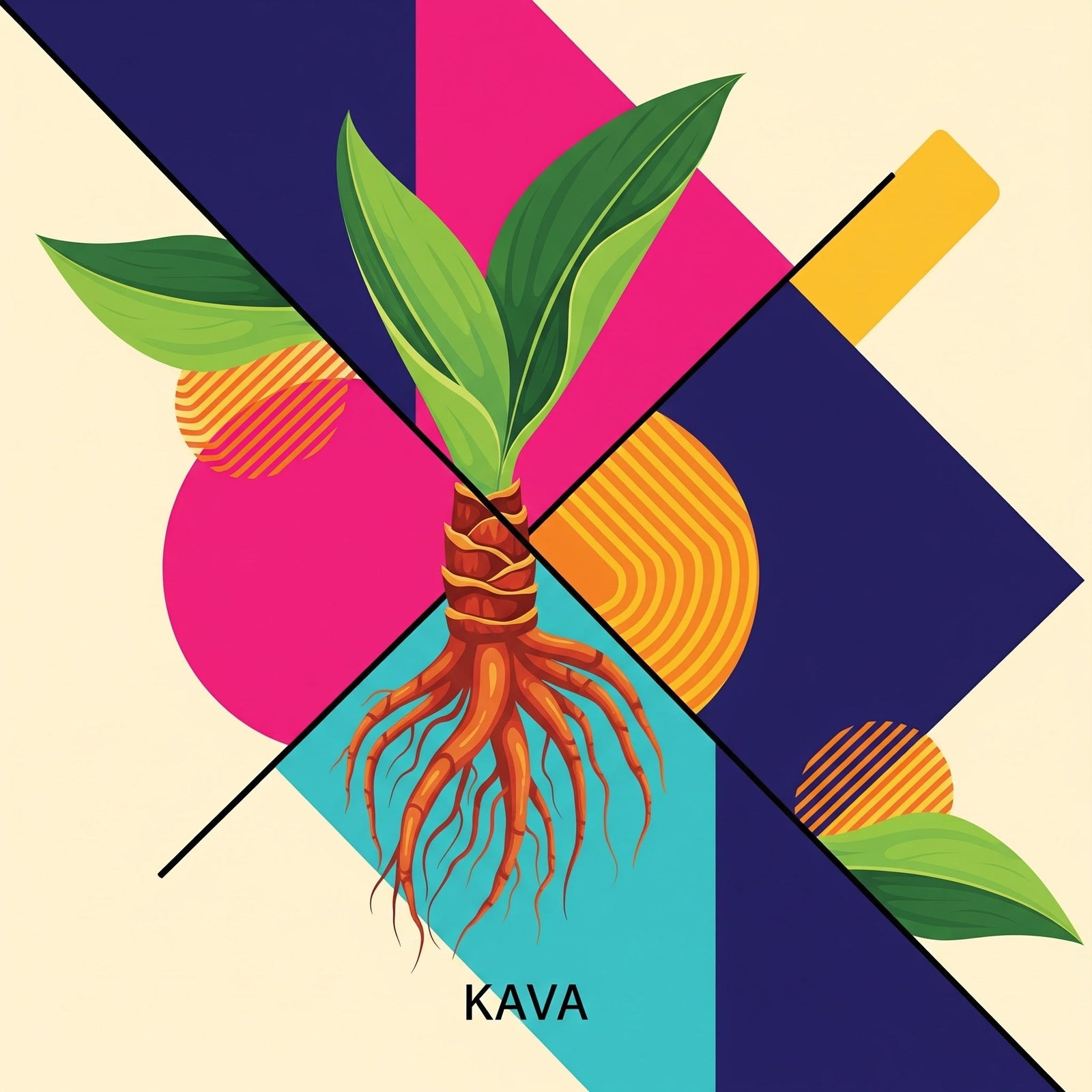 Understanding Kava: The Difference Between Crown Root (Lawena) and Lateral Root (Waka)