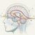 Understanding Kavalactones and Their Connection to Anti-Seizure Effects