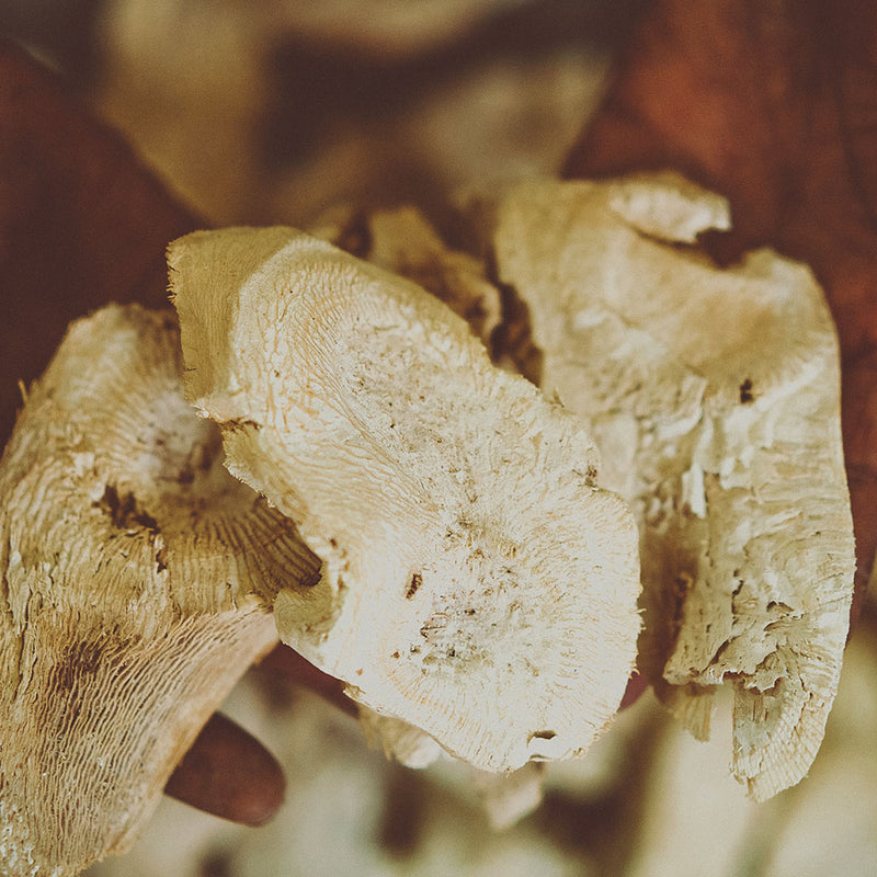 Wakacon Kava Waka Powder – Authentic, Noble Kava Root Powder from Fiji